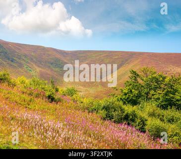 karpaten-Berglandschaft. Reisen Sie im Sommer in die ukraine. Farbenfrohe Hänge des Borzhava Berges im august. Wunderbares karpaten-Abenteuer Stockfoto