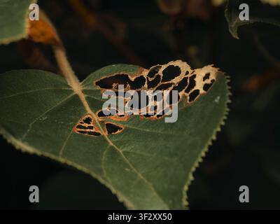 Makro-Nahaufnahme eines von Schädlingen beschädigten grünen Blattes mit skelettierten Löchern und verfaulten botanischen Verfallsdetails in einem Garten Stockfoto