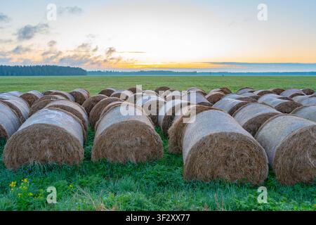 Runde Heuballen auf grüner Wiese bei Sonnenaufgang, ländliche Agrarlandschaft mit geernteten Strohrollen Stockfoto
