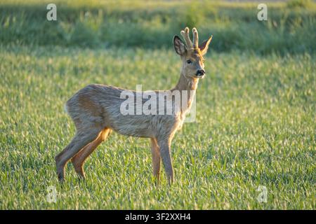 Rehbock steht in grüner Wiese im Licht der Goldenen Stunde, Wildtierszenario in ländlicher Landschaft Stockfoto