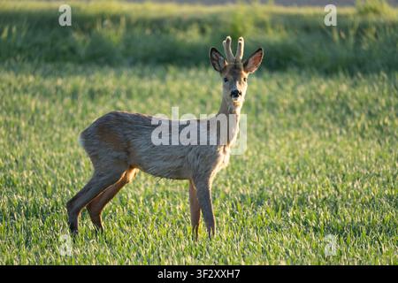 Rehbock steht in grüner Wiese im Licht der Goldenen Stunde, Wildtierszenario in ländlicher Landschaft Stockfoto