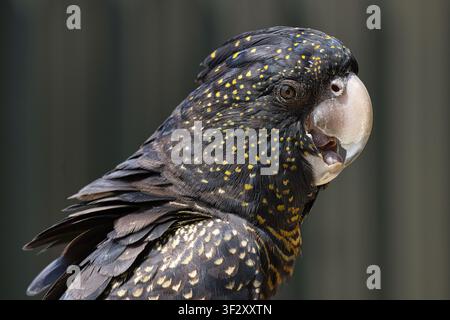 Ein Profilbild zeigt eine weibliche Schwarz-Kakadus mit roter Schwanzspitze, Calyptorhynchus banksii, und hebt ihr markantes dunkles Gefieder mit gelben Sprenkeln hervor Stockfoto