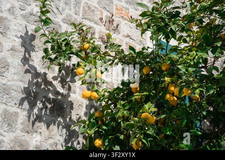 Reife gelbe Zitronen / leuchtende Orangen, die an einem Baum im mediterranen Garten wachsen Stockfoto