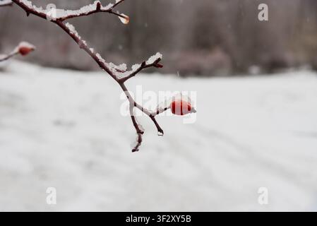 Rote Hagebuttenbeeren, die mit frischem Winter Schnee bedeckt sind Stockfoto