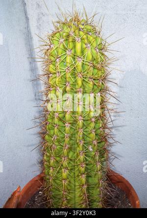 Nahaufnahme von grünem Kaktus mit langen scharfen Nadeln in einem Terrakottatopf Stockfoto