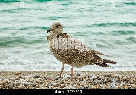 Junge europäische Möwe steht auf einem Kieselufer mit türkisfarbenen Meereswellen im Hintergrund in Etretat, Normandie. Stockfoto