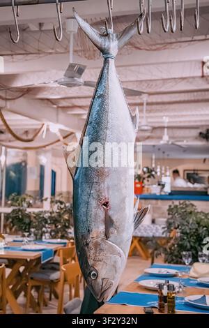Großer Thunfisch hängt an einem Haken, bereit für die Zubereitung in einer mediterranen Restaurantküche. Fokus auf frische Meeresfrüchte und kulinarische Präsentation Stockfoto