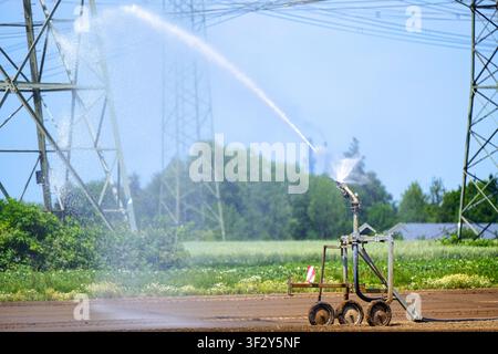 Bewässerungswagen bewässert ein landwirtschaftliches Feld mit einem Wassergunsprinkler, mobiles Bewässerungssystem auf frisch gesätem Farmland in der Nähe von Strommasten a Stockfoto