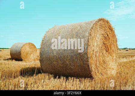 Große runde Heuballen ruhen auf einem abgeernteten Feld unter einem blauen Sommerhimmel. Ländliche Landschaft, Landwirtschaft und Konzept der Nachernte. Selektiver f Stockfoto