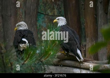 Zwei reife Weißkopfseeadler mit markanten weißen Köpfen sitzen auf Holzästen hinter weichen Kiefernnadeln in einem Naturschutzgebiet. Stockfoto