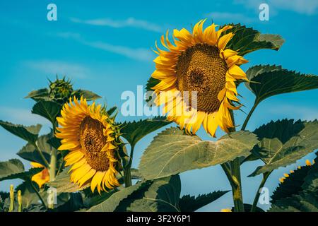 Helle gelbe Sonnenblumenblüten gedeihen in einem bewirtschafteten Feld unter der Sommersonne. Thema: Feldbau, Landschaft und moderne Landwirtschaft Stockfoto