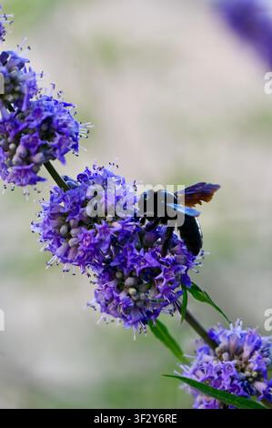 Violette Makroaufnahme einer großen, schwarzen und glänzenden Purpurholzbienen (Xylocopa violacea), die auf einer blühenden violetten Chasteberry-Blüte (Vitex agnus-castus) Nektar sammelt. Wunderschöner Naturaufnahmen, der Artenvielfalt, Sommergärten, Blumenbestäubung und Wildtierverhalten bei hellem natürlichem Tageslicht zeigt. Biene bestäubt lila Chaste-Tree-Blüten, Nahaufnahme. Hochwertiges Foto Stockfoto