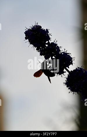 Silhouette eines tiefen Winkel, rückbeleuchteter Silhouettenaufnahme einer Violetten Holzbienen (Xylocopa violacea), die auf einer dunkelvioletten Chasteberry-Blütenrispe sitzt. Schöner künstlerischer Kontrast mit Sonnenlicht, das durch die durchscheinenden Flügel gegen einen weichen, hellen Himmelshintergrund scheint. Ideal für Natur-, Ökologie- und künstlerische biologische Konzepte. Biene auf violetter Blume vor Himmel-Rückbeleuchtung. Hochwertiges Foto Stockfoto