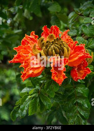 Afrikanische Tulpenbaumblüte mit orangefarbenen Blütenblättern Stockfoto