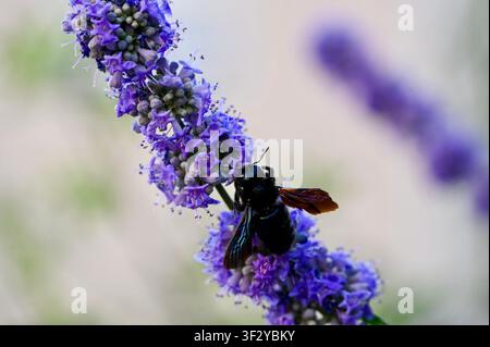 Detaillierte Makroaufnahme einer Veilchen-Schnellbauwespe (Xylocopa violacea), die auf einem leuchtend violetten Blütenstand des Hartriegelbaums (Vitex agnus-castus) sitzt. Isoliert vor einem glatten, sauberen hellen Hintergrund. Hochwertiges Natur-Bildmaterial, das Wildtierbestäubung, Biodiversität, Sommerblüte und Entomologie darstellt. Stockfoto