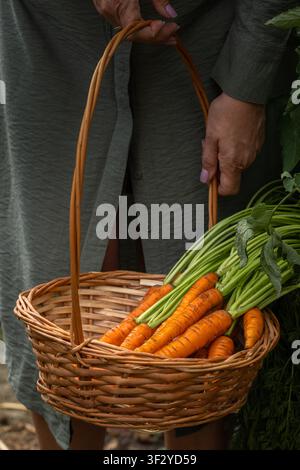Frau trägt einen Weidenkorb gefüllt mit frisch geernteten Bio-Karotten, symbolisiert gesundes Essen, nachhaltige Landwirtschaft und frische Produkte aus Stockfoto