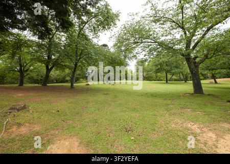 Das Kasuganoenchi-Feld, das im Nara-Park in der Kansai-Region Japans liegt, ist hier abgebildet. Das weitläufige Grasland ist mit ausgewachsenen Bäumen und Servic Stockfoto