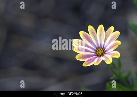 Zweifarben-Cape-Marguerite-Gänseblümchen blüht vor einem dunklen, texturierten Hintergrund. Stockfoto