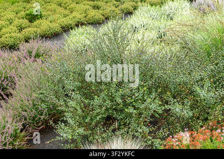 Arktische Zwergbirke (Betula humilis), Wuchsform Stockfoto