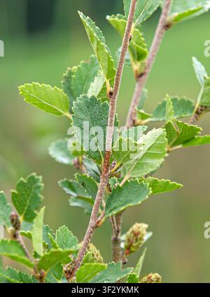 Arktische Zwergbirke (Betula humilis), Zweig Stockfoto