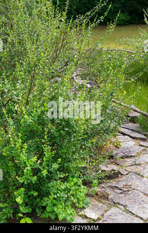 Arktische Zwergbirke (Betula humilis), Wuchsform Stockfoto