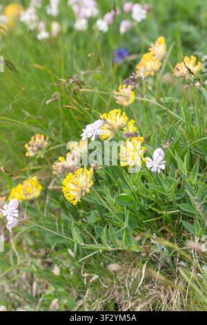 Nieren-Vogelschiene (Anthyllis vulneraria ssp. alpestris), blühend an einer Felswand, Österreich Stockfoto