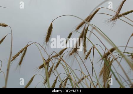 Nahaufnahme von Gras auf einem bewölkten Feld Stockfoto