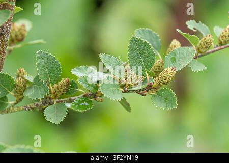 Arktische Zwergbirke (Betula humilis), Zweig mit Blütenstand Stockfoto