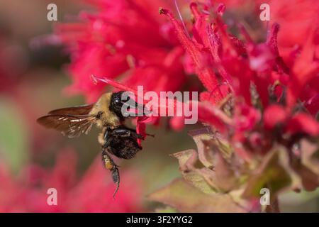 Nahaufnahme einer Hummel (Bombus), die in einem Sommergarten Nektar aus pinkem Sonnenhut sammelt Stockfoto
