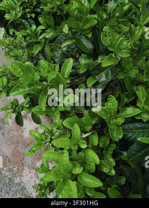 Detailliertes Bild von lebhaft grünen Blättern an einem Strauch mit nassen, glänzenden Oberflächen, die natürliches Wachstum darstellen. Stockfoto