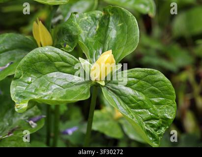 Gelbes Trillium oder Gelbes Wakerobin, Trillium luteum, Melanthiaceae. Südöstliche Vereinigten Staaten. Stockfoto