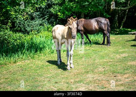 Dartmoor-Pony-Fohlen steht auf einer grasbewachsenen Wiese neben einer erwachsenen Stute auf dem Dartmoor, Devon, England, umgeben von üppigem Sommerwald. Stockfoto