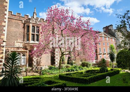 Rosa Magnolienbaum in Blüte vor der Middle Temple Hall im Frühling, Middle Temple Garden, Inns of Court, City of London, England, UK. Blütenmagnolien Stockfoto