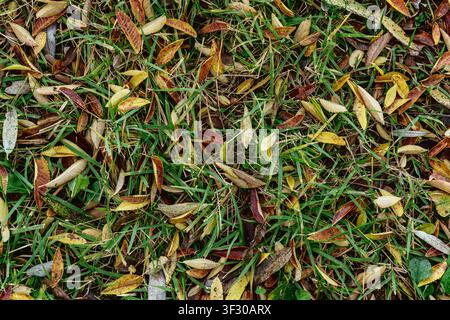 Herbstlaub auf grünen Rasen Hintergrund Stockfoto