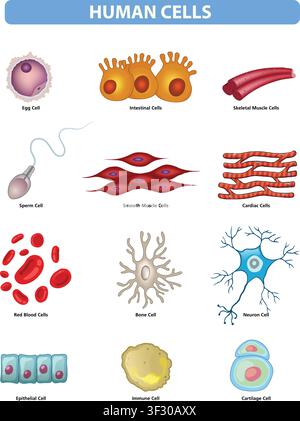 Illustration des Menschlichen Zelltypen-Illustrationssets Stock Vektor