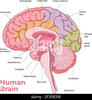 Detaillierte pädagogische Illustration des menschlichen Gehirns, die beschriftete anatomische Strukturen, Hauptlappen, Komponenten des limbisches Systems, Kleinhirn, Gehirn s zeigt Stock Vektor