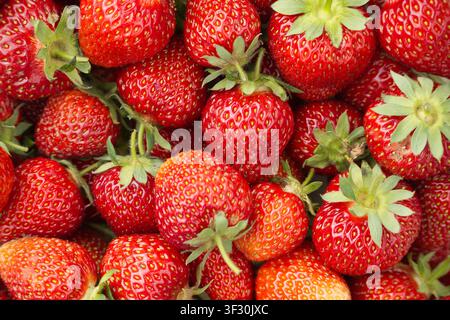 Eine Nahaufnahme, Blick von oben, von zahlreichen leuchtend roten Erdbeeren, einige mit sichtbaren grünen Kelchen, die eine reiche Textur erzeugen Stockfoto