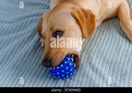 Labrador Retriever Hund spielt mit Ballspielzeug Stockfoto