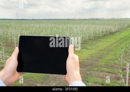 Person hält ein Tablet auf einem landwirtschaftlichen Feld, Konzept von moderner Technologie und Landwirtschaft Stockfoto