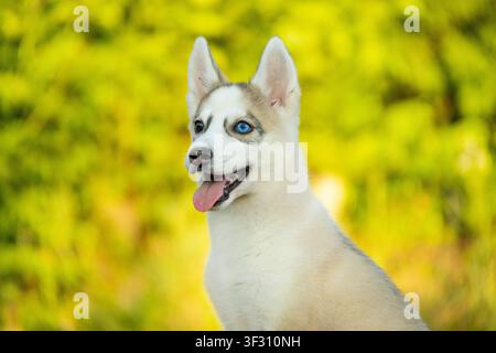 Nahaufnahmeporträt eines glücklichen sibirischen Huskypuppys mit blauem Auge Stockfoto