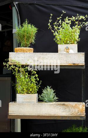 Holzregal mit Pflanzen zum Verkauf auf einem Markt in der Stadt Stockfoto