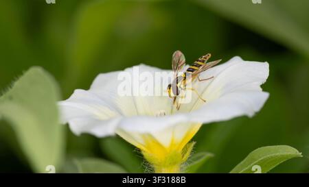 Makrofoto von einer langen Schwebfliege auf weißer Blüte, die Bestäubungsverhalten und detaillierte Körpermuster in ihrem natürlichen Lebensraum zeigt, ideal für Themen zur Biodiversität Stockfoto