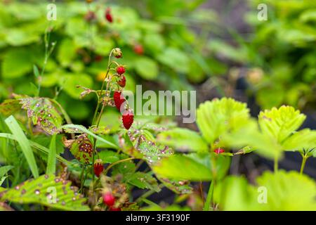Wilde Erdbeeren reifen zwischen grünem Gartenlaub. Kleine rote Walderdbeeren reifen zwischen üppigem grünem Laub in einer sanft verschwommenen Gartenszene. Stockfoto