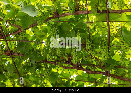 Büschel von grünen Trauben, die an einer belaubten Rebe wachsen. Büschel von unreifen grünen Trauben, die unter einem belaubten, sonnenbeschienenen Rankengitter hängen. Stockfoto