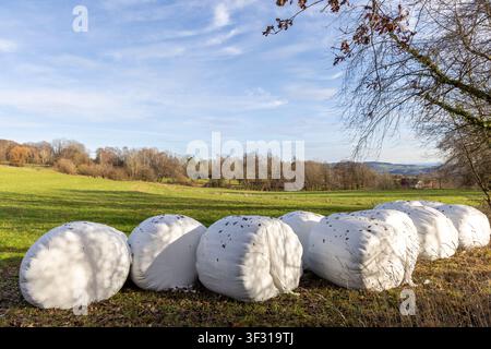 Große runde Trockenballen aus Heu, die in weiße Plastikfolie eingewickelt sind und mit gefallenen Blättern übersät sind, die auf einer leeren Weide mit Gras vor dem Hintergrund von Stockfoto