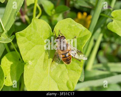 Bio-Diversität - Eristalis tenax - Schwebfliege auf Blatt. Hochwertiges Foto Stockfoto
