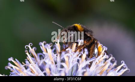 Bio-Vielfalt - Bombus terrestris - Große Erdhummel auf lila Blüte - Sammelt Pollen Stockfoto