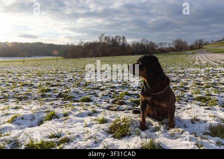 Ein ernster großer schwarzer Hund der Rottweiler-Rasse sitzt auf einer weiten Wiese mit feinem grünem Gras und weißem frostigem Schnee vor dem Hintergrund eines hellen Stockfoto