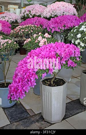 Eine üppige, übervolle rosa Azaleenpflanze in voller Blüte auf einem Blumenmarkt, mit leuchtend rosa Blüten, die herabkaskadieren, umgeben von anderen farbenfrohen Stockfoto