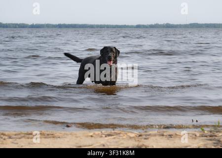 Froher Schwarzer Labrador steht im Seewasser an einem Sommertag Stockfoto